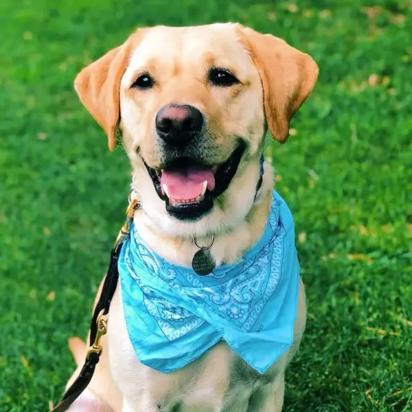 Un Día en la Vida: Dirigir una Agencia de Marketing con un Perro Guía a mi Lado
